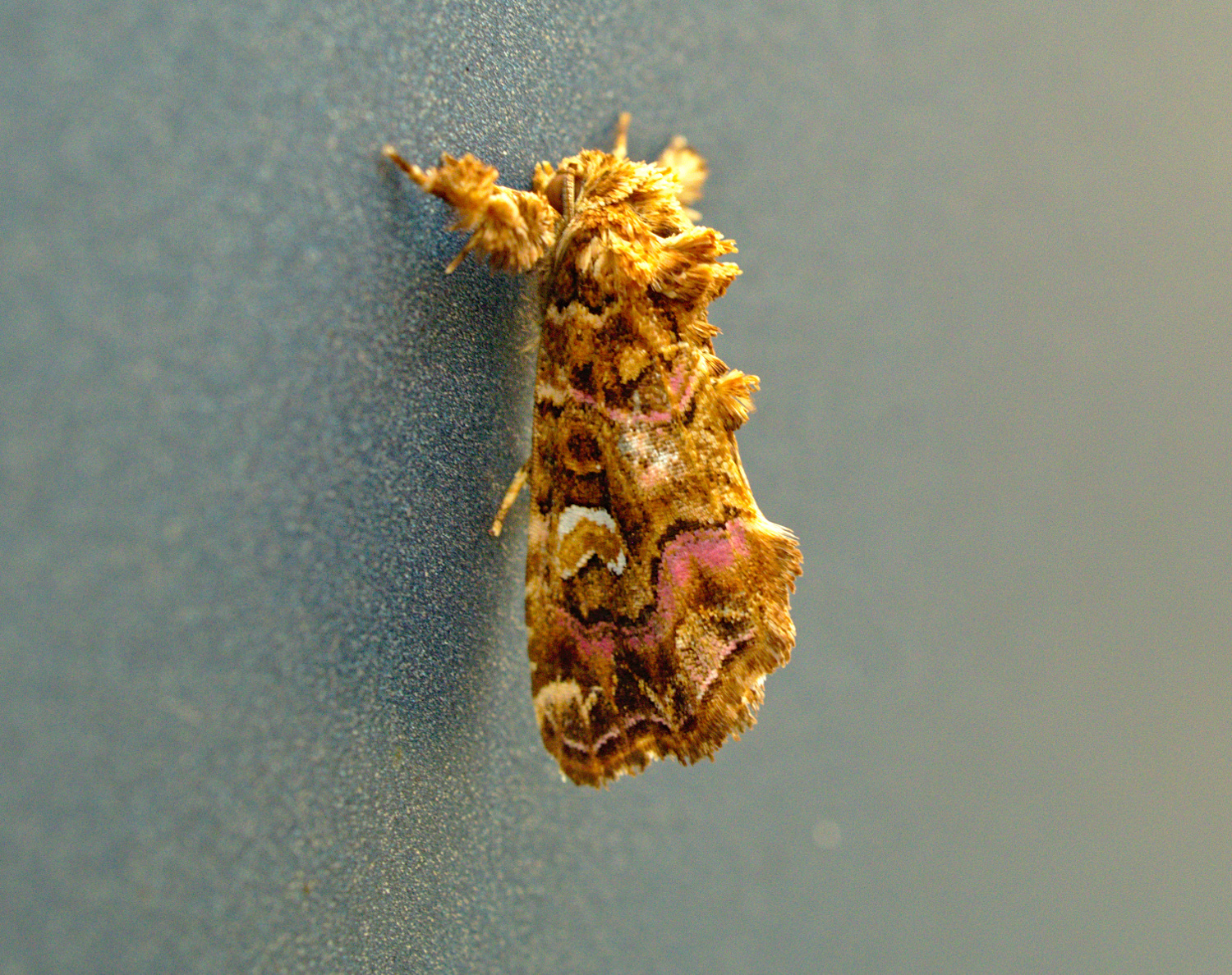 Pink moths are still the best_20200901.jpg